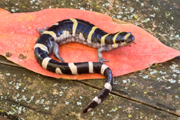 The Ringed Salamander (Ambystoma annulatum) is a species unique to the Ozarks.