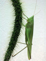This species of katydid (N. Triops) ranges from Peru to Missouri due, in part, to flexible mating calls.