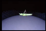 This species of katydid (N. Triops) ranges from Peru to Missouri due, in part, to flexible mating calls.
