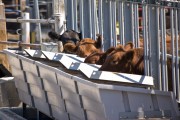Cows Eat Less Cows eat at a special bunk, or trough, that records how much they eat and how long they stand at the bunk. MU Research Monty Kerley says that if farmers can selectively breed cattle, they could cut their feed costs by as much as 40 percent.