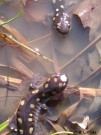 Spotted salamanders Amphibians may be critical for the transfer of nutrients, such as nitrogen from ponds and streams into the uplands for consumption by plants and other forest creatures.