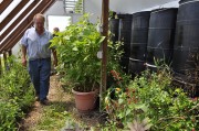 002 Tim Reinbott, superintendent of the MU Bradford Research and Extension Center at the University of Missouri, walks through a greenhouse that is heated using 50-gallon water barrels. Several tropical plants survived the harsh Missouri winter in the greenhouse, which used no other fuel for heat other than the water barrels.