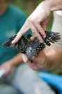 MU researchers attach a transmitter to the back of a juvenile red-bellied woodpecker to track its movements.