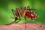 Female Aedes aegypti mosquito, the primary vector of human diseases caused by dengue and Zika. Credit: James Gathany - http://phil.cdc.gov/phil/home.asp - US Department of Health and Human Services