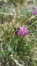 Bee on flower
