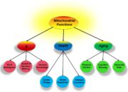 In a new study, a University of Missouri scientist suggests a model where mitochondria, or small energy producing parts of cells, could form the basis of what links a person’s general intelligence, health and aging. This insight could provide valuable information to researchers studying various genetic and environmental influences and alternative therapies for age-related diseases, such as Alzheimer’s disease. 