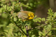 The Prairie Warbler, which was found to benefit from pine woodland restoration efforts.