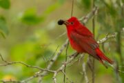 Summer Tanager