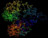 Using data gathered from existing one-dimension sequences of the human genome, Jianlin Cheng and his team created an algorithm, or set of instructions, to develop their high-definition 3D model, shown here. 