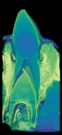 The team used a three-dimensional x-ray scanner to measure the thickness of tooth enamel in crocodiles. They found regardless of tooth position — incisor, canine, molar — age or diet, crocodiles do not have thick tooth enamel. 