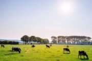 Promoting grass-fed beef is one way that food brands use social cause marketing.
