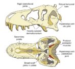 Key skull features